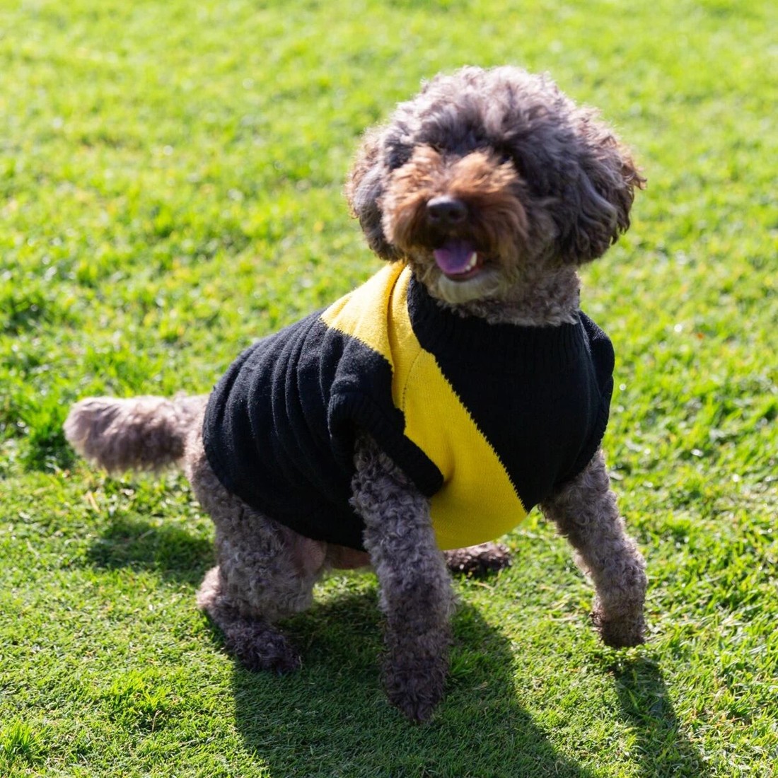 1 AFL Richmond Tigers Pet Jumper - Medium, 1 of 4