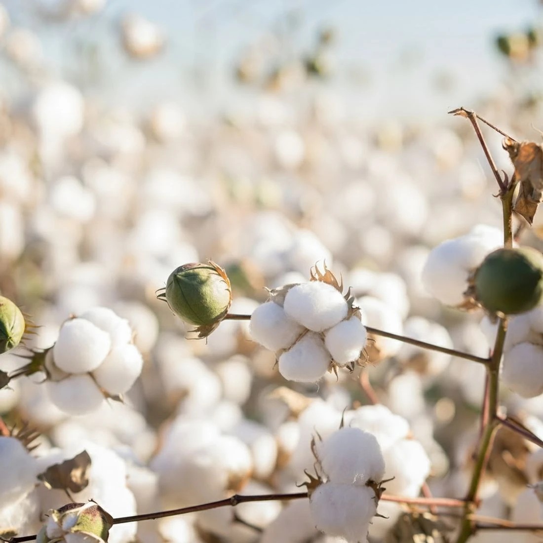 7 Giselle Bedding 800GSM Goose Down Feather Quilt Winter Blanket Duvet Comforter Single - Single Bed - White, 7 of 7