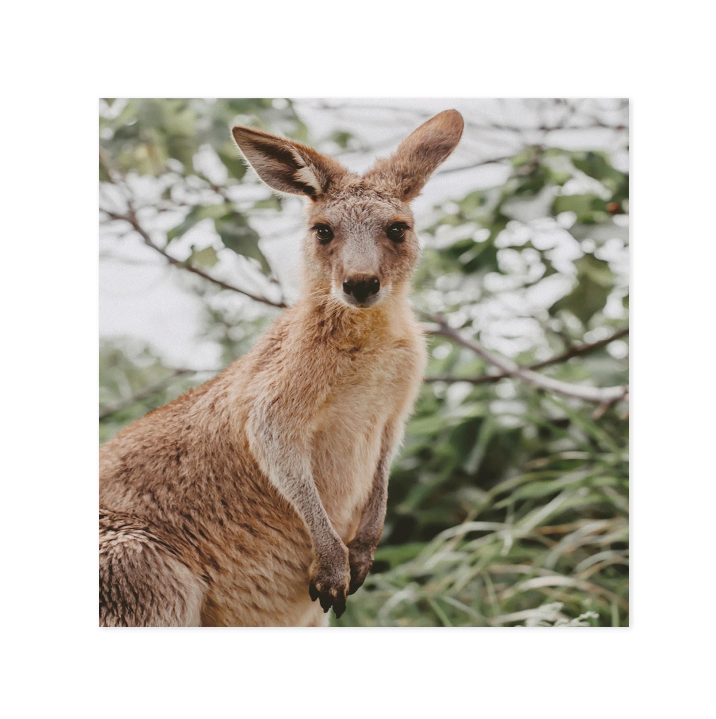 3 Hallmark Card - Baby Kangaroo, 3 of 3