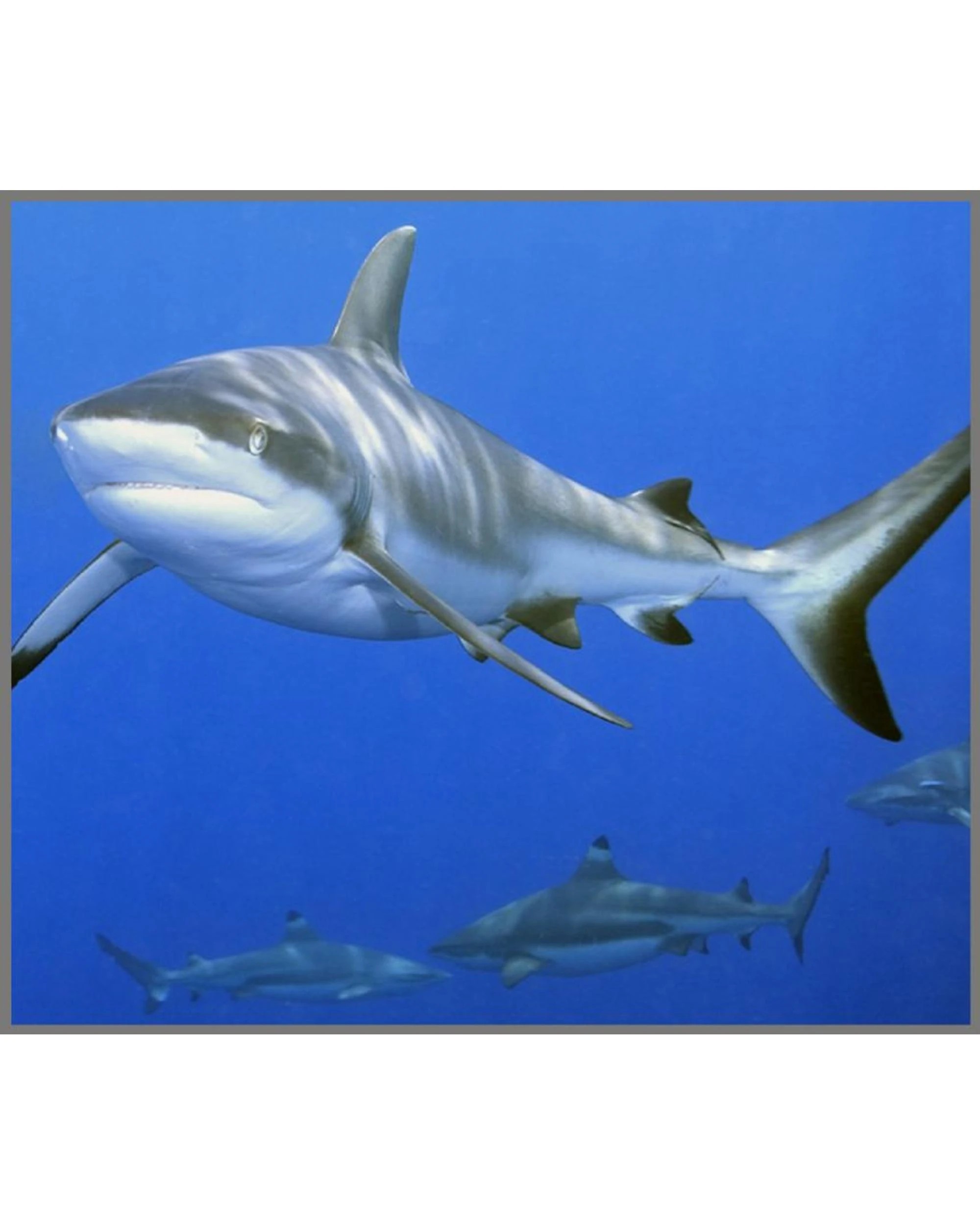 6 Brainstorm Shark Torch and Projector, 6 of 10