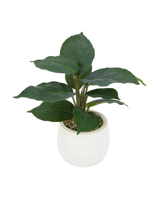 Artificial Ctenanthe in