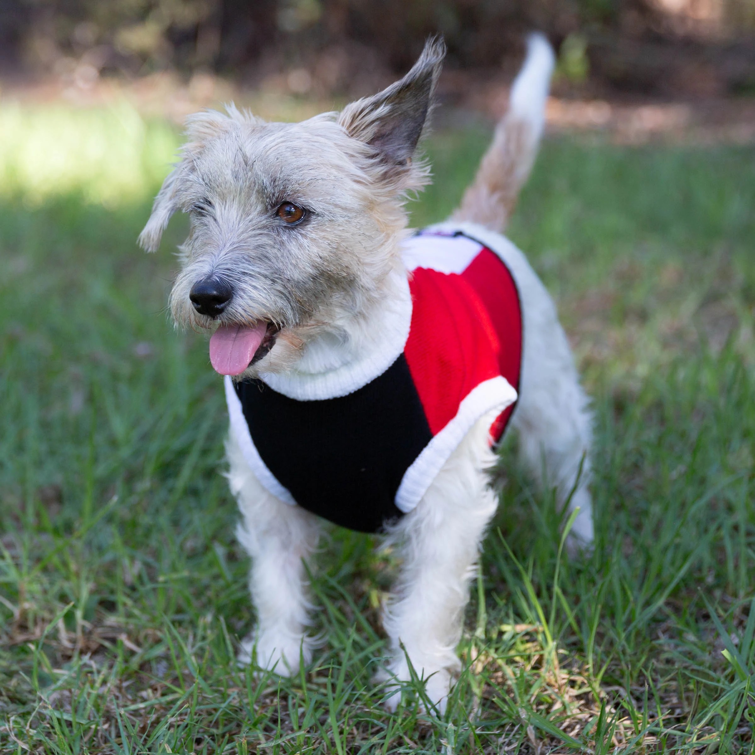 4 AFL St Kilda Saints Pet Jumper - Medium, 4 of 4