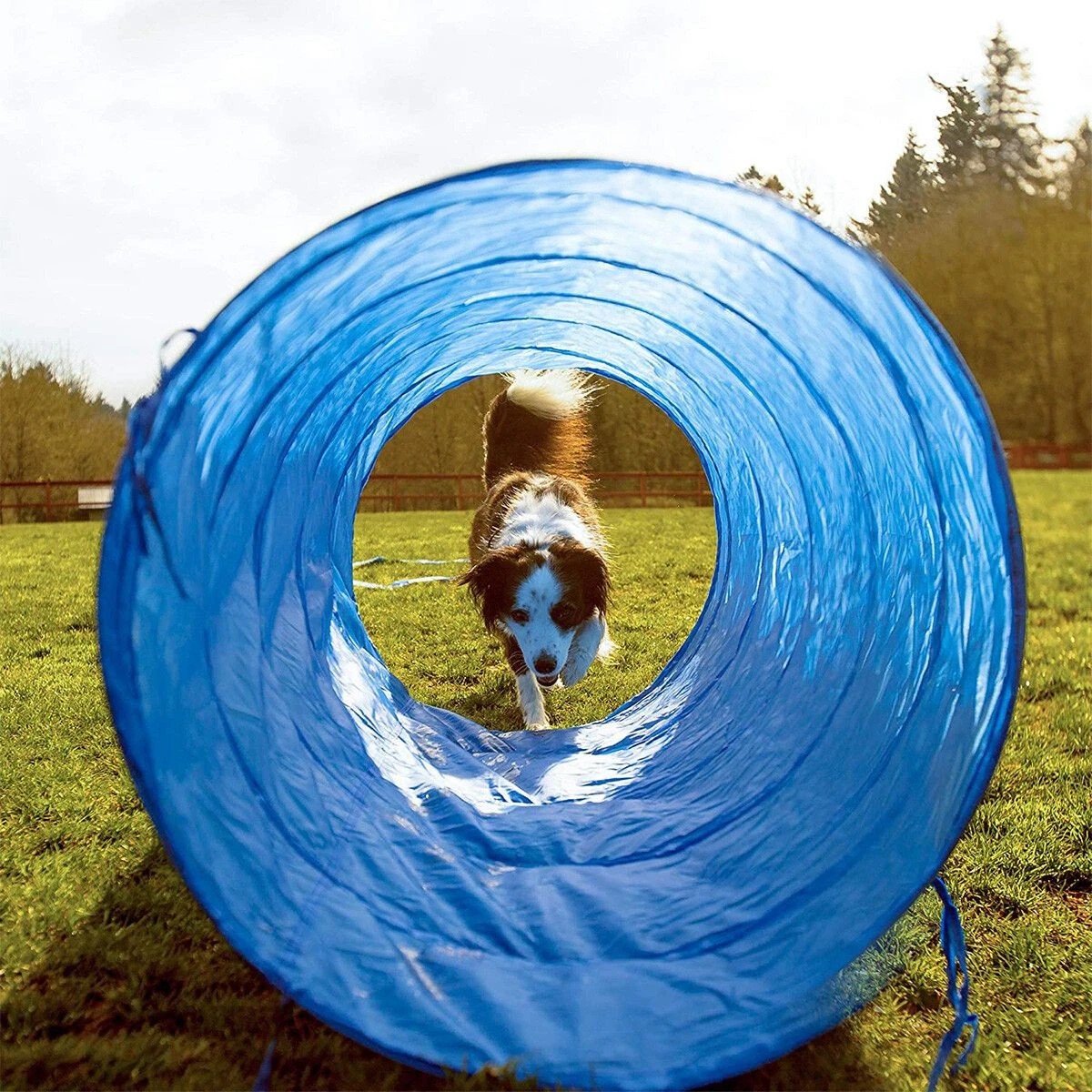 4 Pawise Dog Agility Equipment Set 28 PCS Pet Obstacle Training, 4 of 9