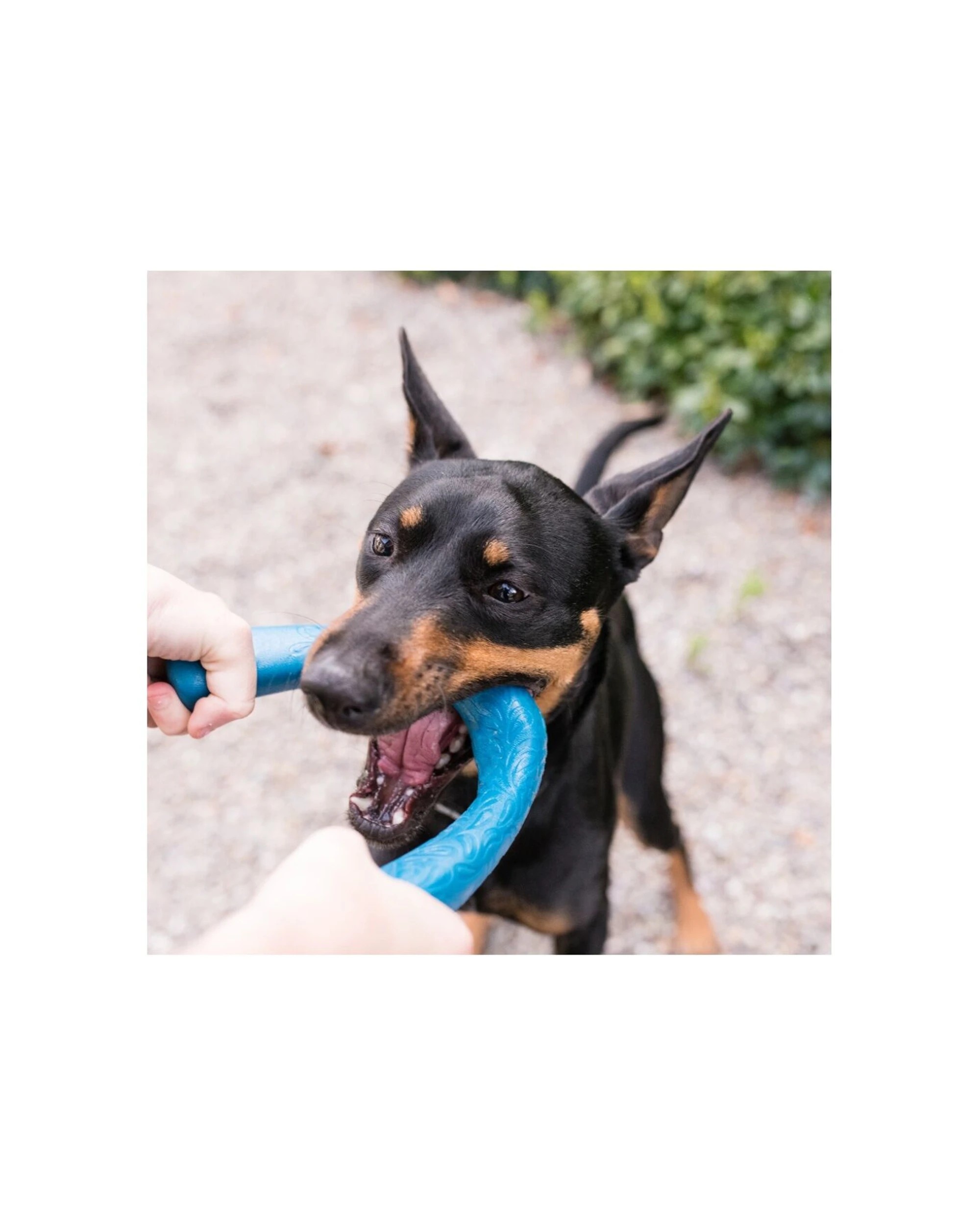 2 West Paw Snorkl Dog Fetch And Chew Toy Large Floating Recycled Plastic - Pink, 2 of 3