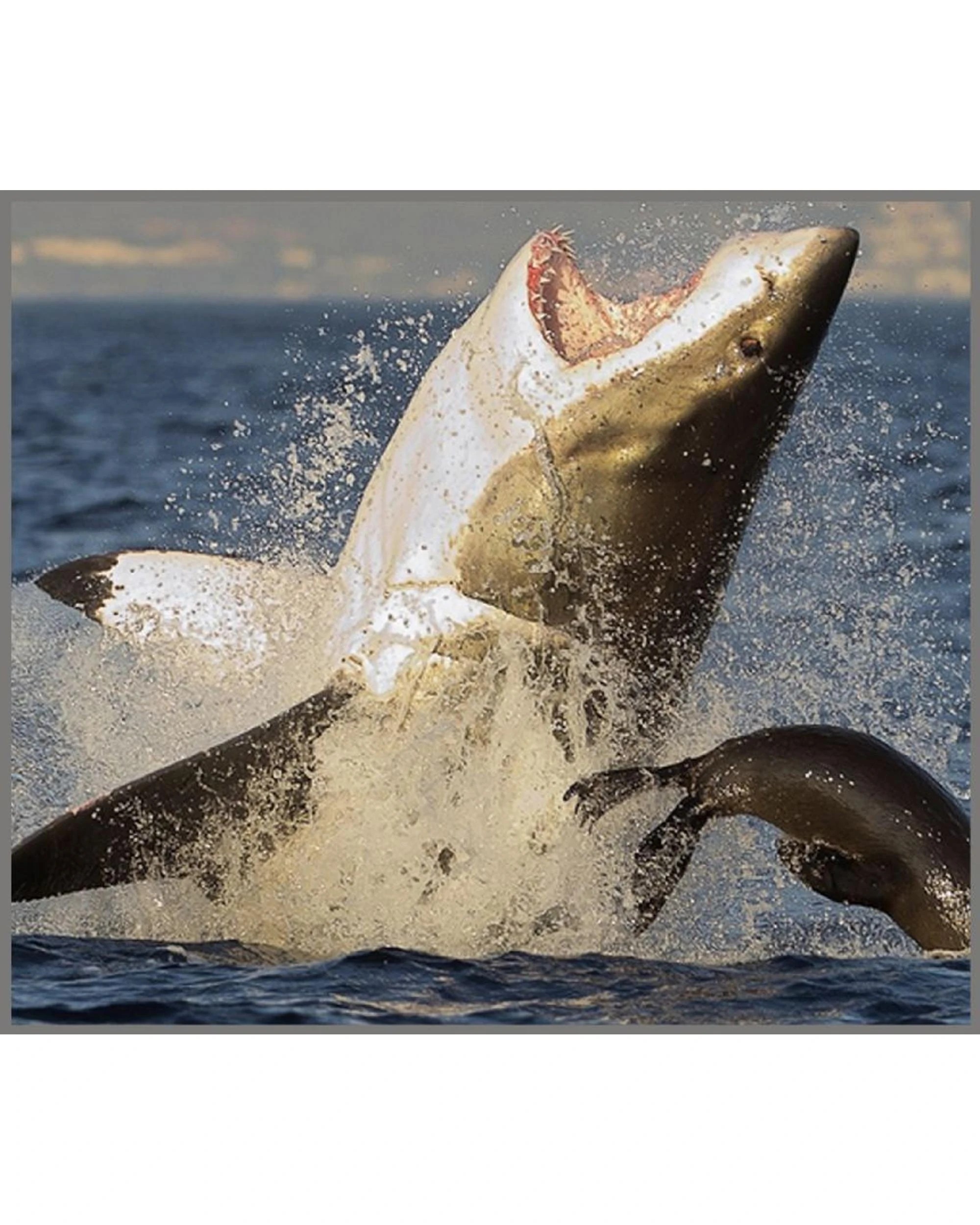 7 Brainstorm Shark Torch and Projector, 7 of 10