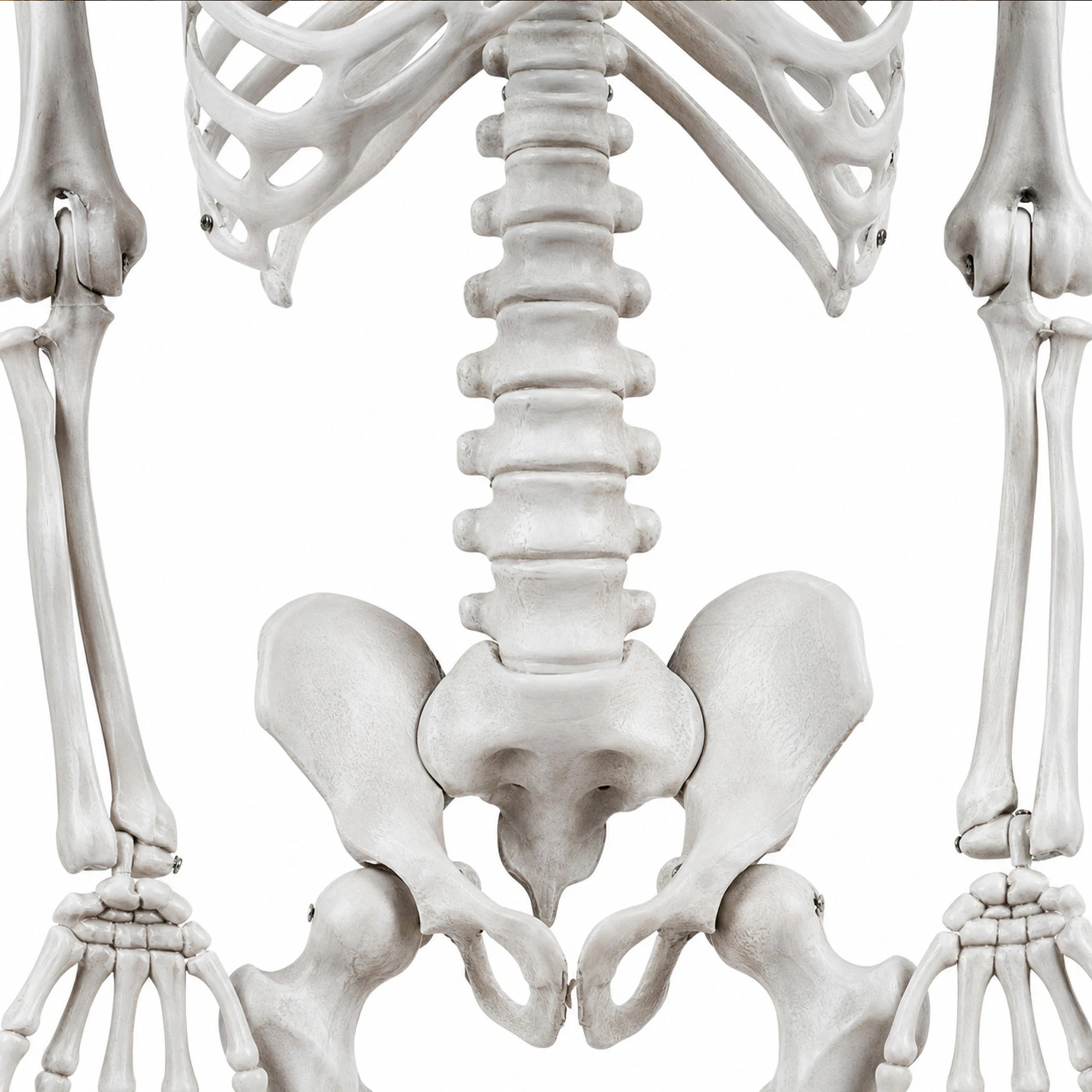 1 Yezi Halloween Decorations Skeleton 169cm Life Size Posable ABS White, 1 of 8