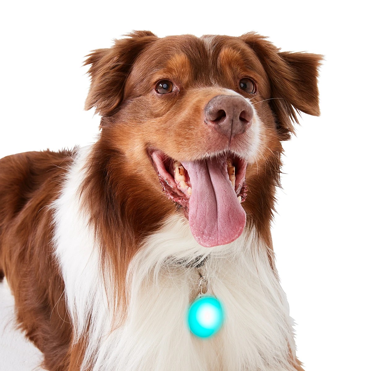 4 Pet LED Safety Pendant, 4 of 10