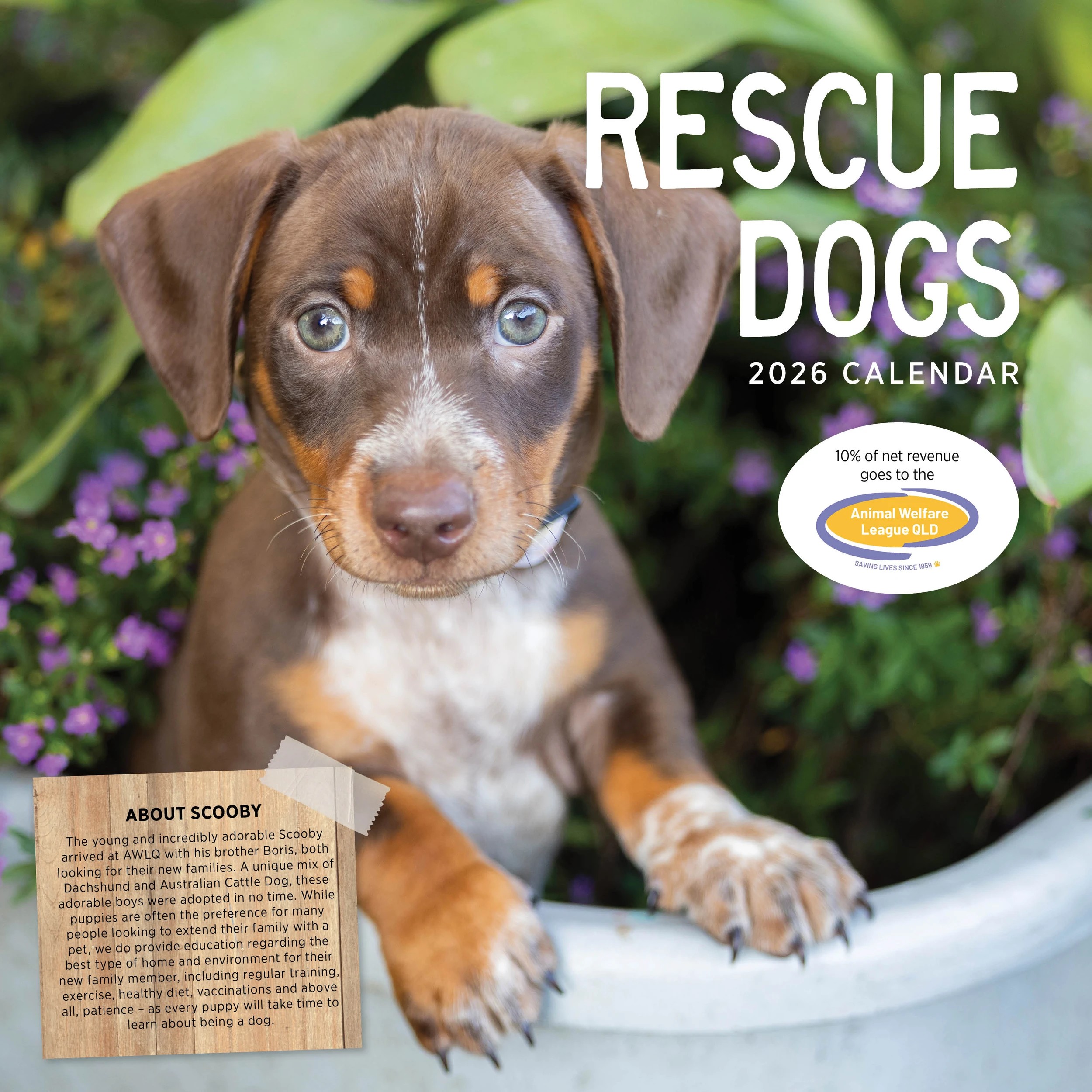 1 Rescue Dogs 2026 Calendar, 1 of 1