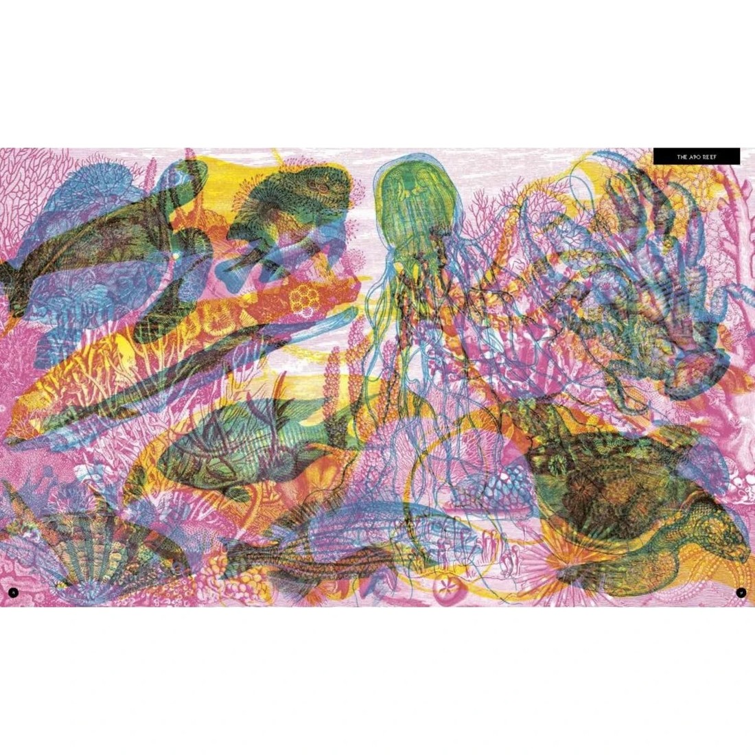 4 Illumipedia by Barbara Taylor - Book, 4 of 5