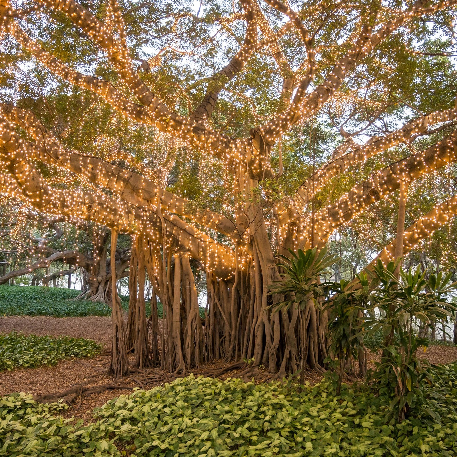 5 LumiFx 200 LED Wifi Smart String Lights 8 Lighting Effects 10 Metres Warm - Clear, 5 of 7