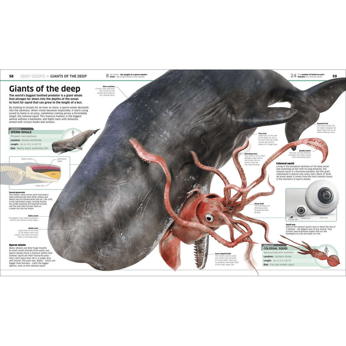 4 Knowledge Encyclopedia: Ocean! - Book, 4 of 4