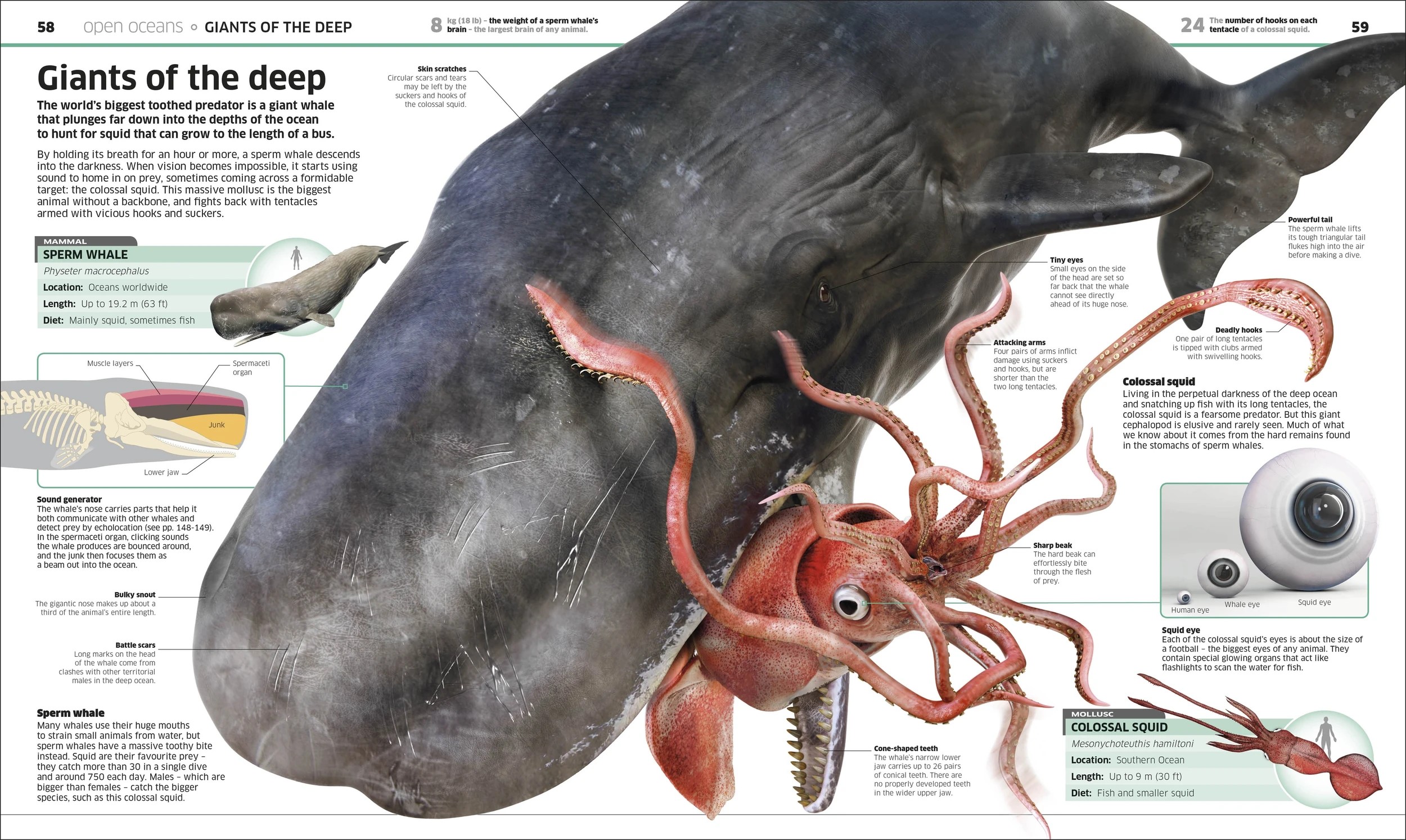 4 Knowledge Encyclopedia: Ocean! - Book, 4 of 4