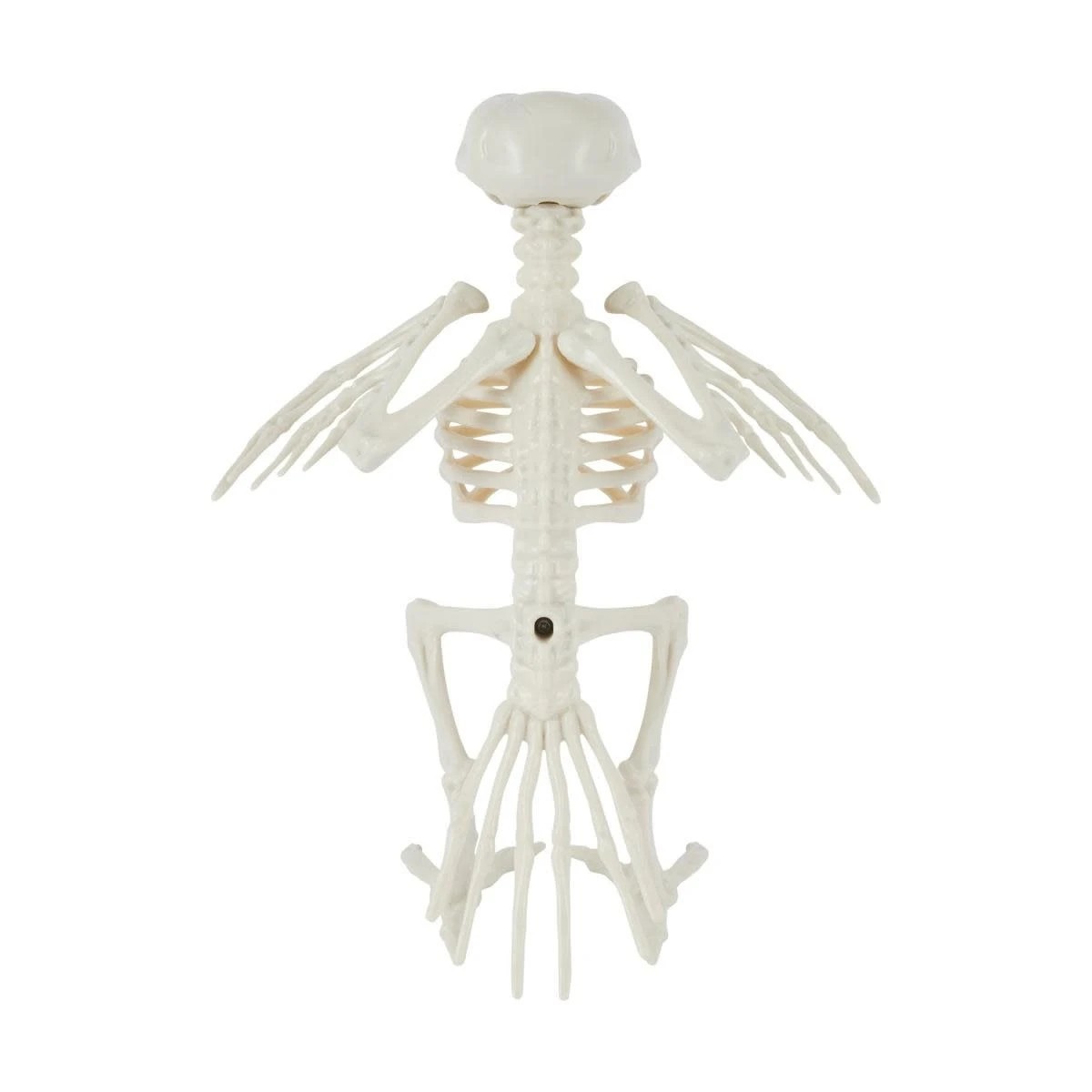 3 Bird Skeleton, 3 of 6