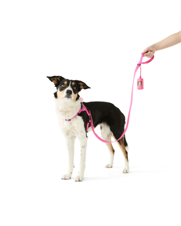 Pet Walking Set - Medium, Pink
