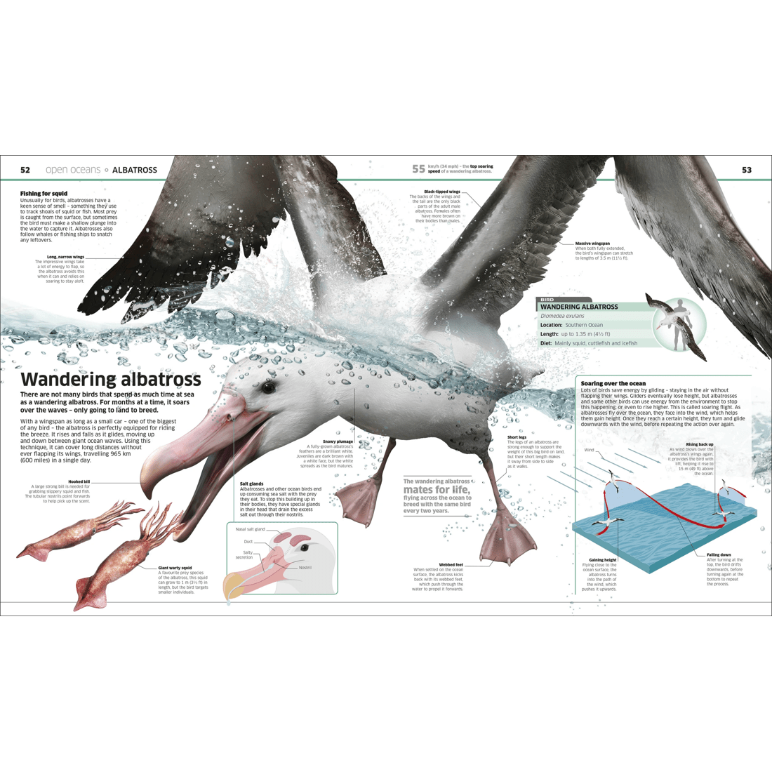3 Knowledge Encyclopedia: Ocean! - Book, 3 of 4