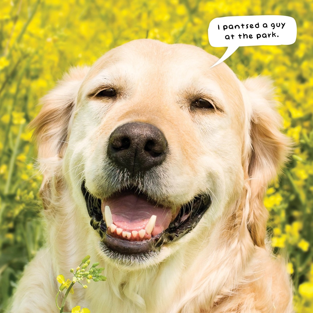 4 Doggy Shenanigans 2026 Calendar, 4 of 4