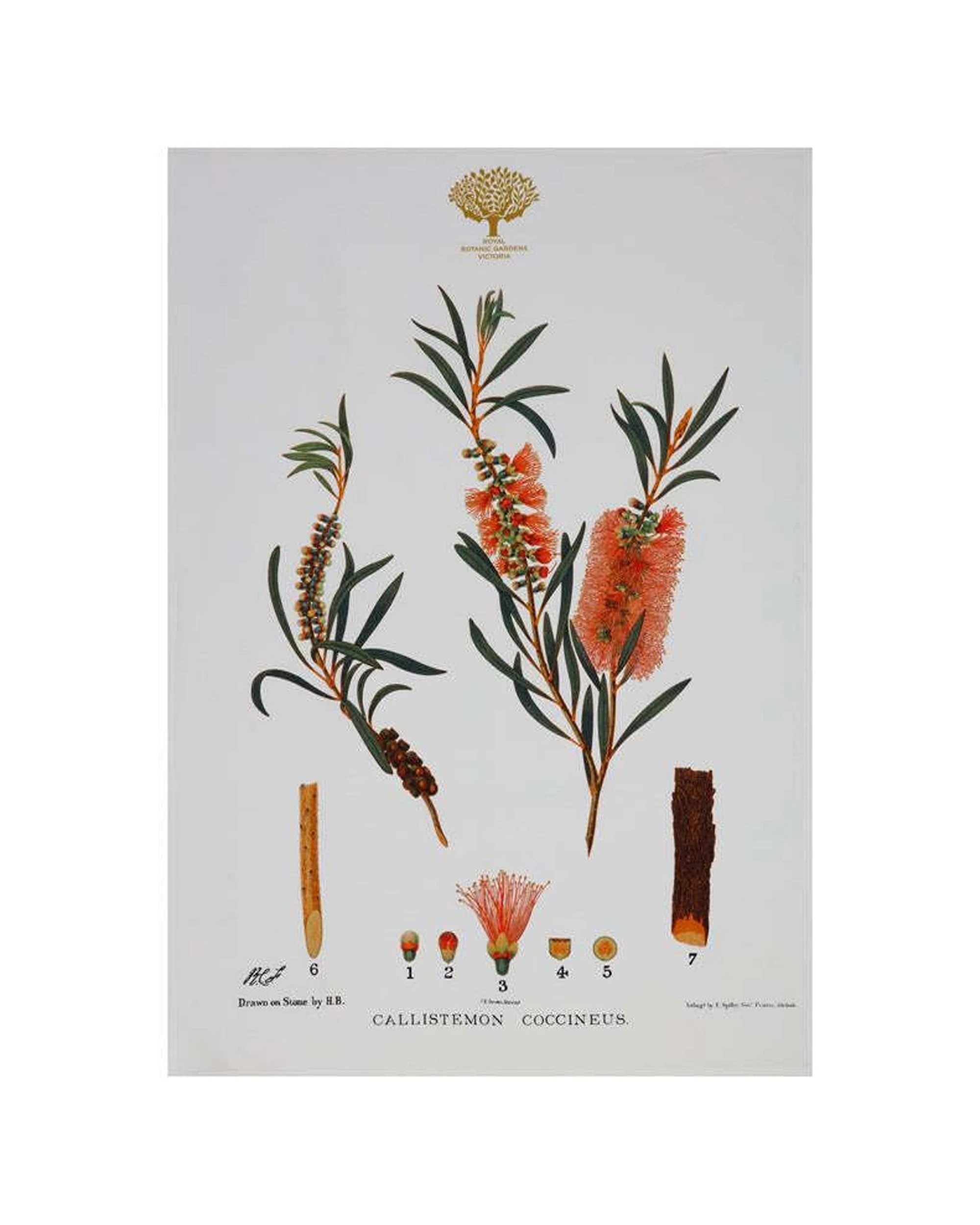 2 Maxwell & Williams Royal Botanic Garden Cotton Tea Towel Bottlebrush
 - Multi, 2 of 3