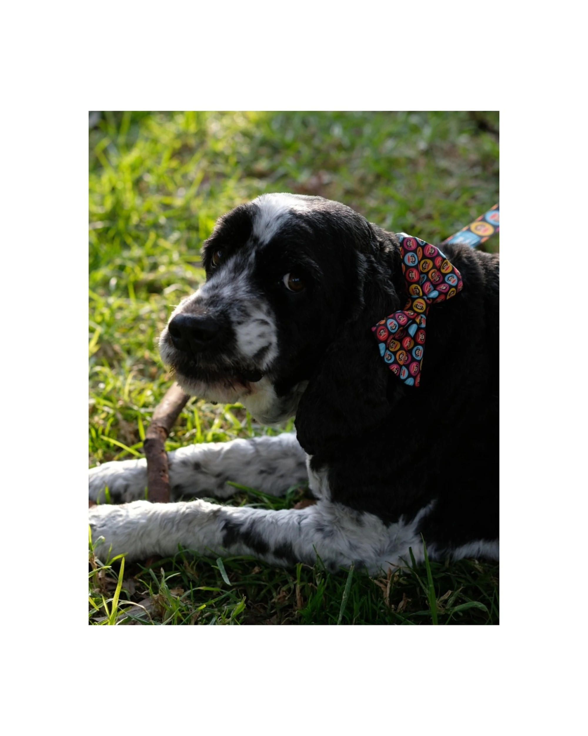 5 Verb. X Paul Frank 100 Percent Polyester Pet Bow Tie Accessory Medium, 5 of 5