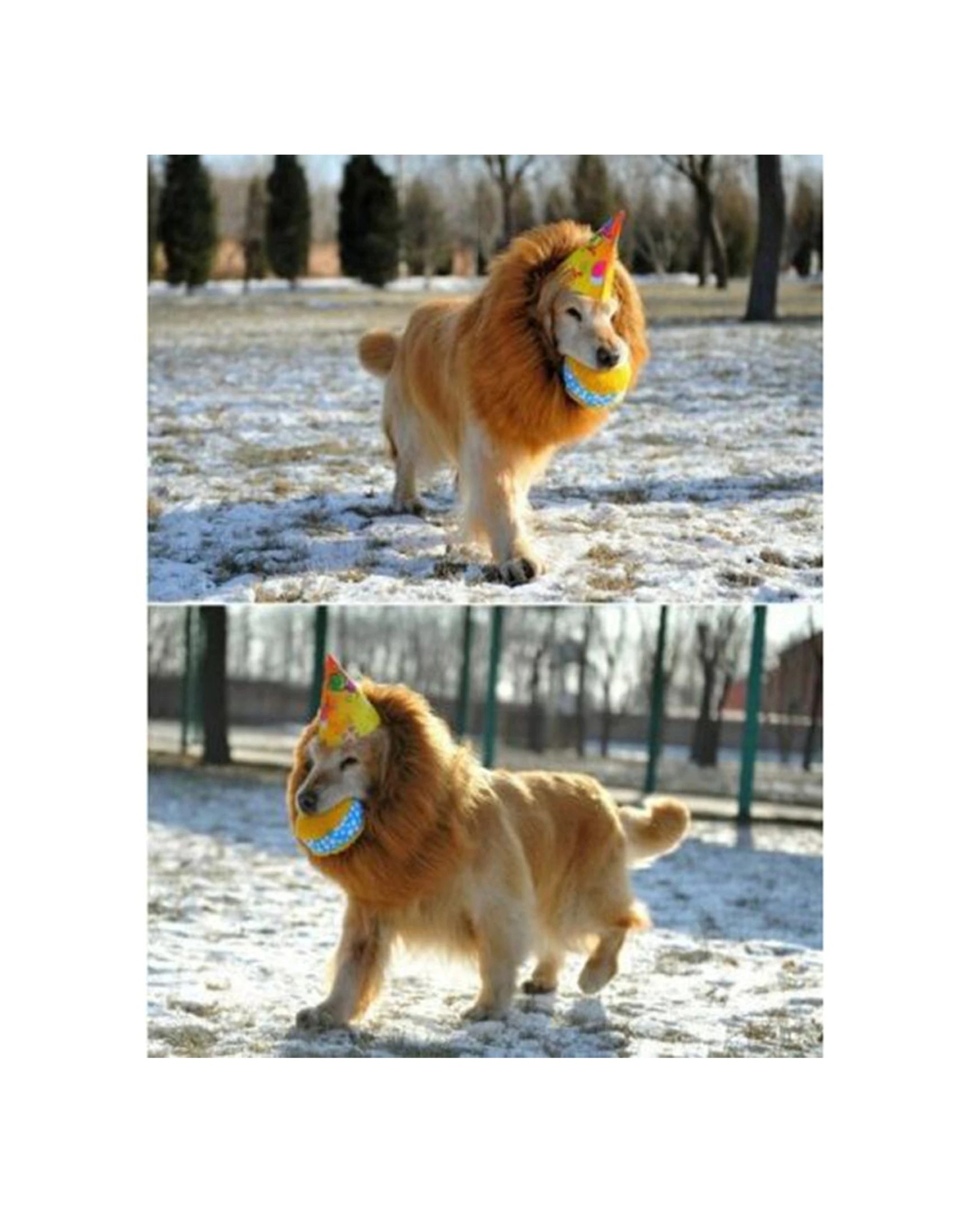 9 Cotton More Large Breed Dog Halloween Party Costume Lion Mane Wig One Size - Black, 9 of 9