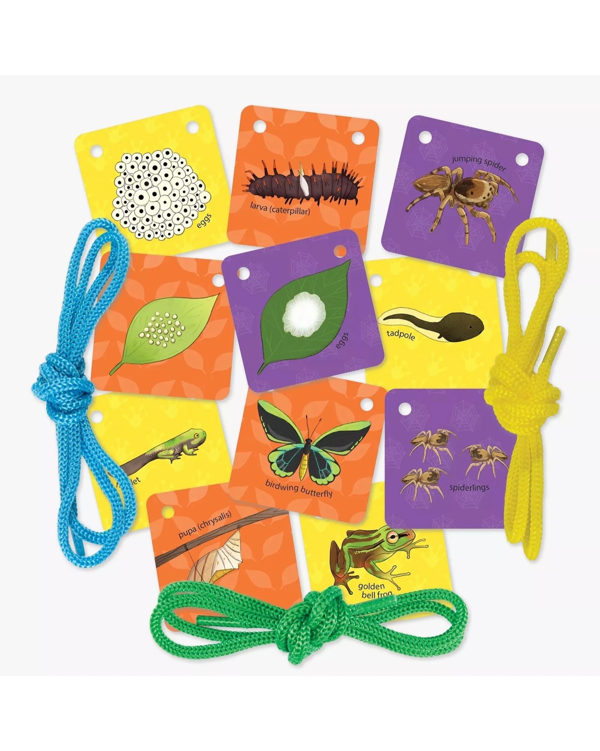 3 Galt Let's Learn Tiny Creatures Activity Kit, 3 of 6