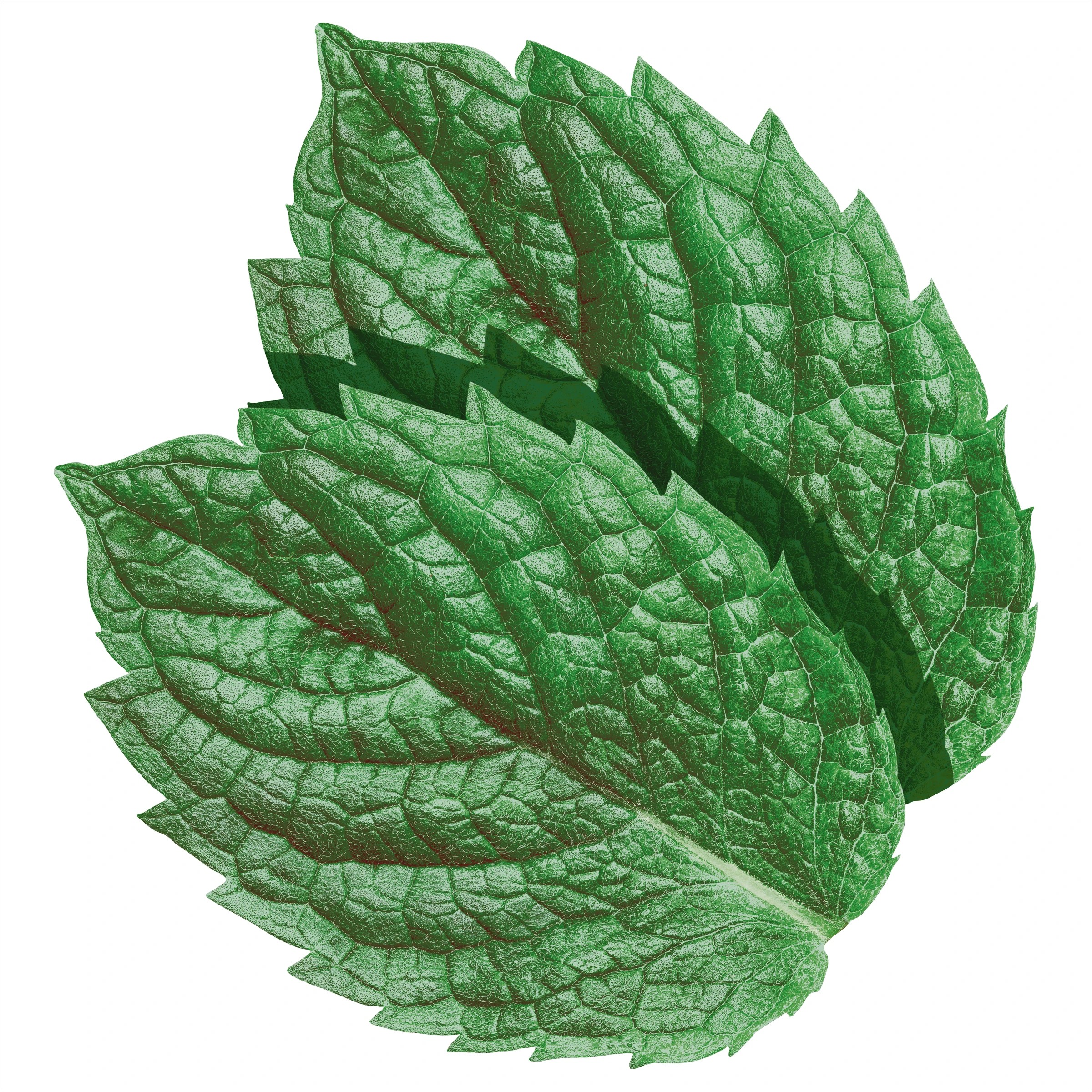 5 3 Pack Value Wrigley's Extra Spearmint Sugar Free Chewing Gum 81g, 5 of 5