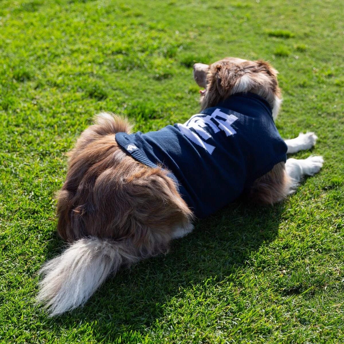 1 AFL Carlton Blues Pet Jumper - Large, 1 of 4