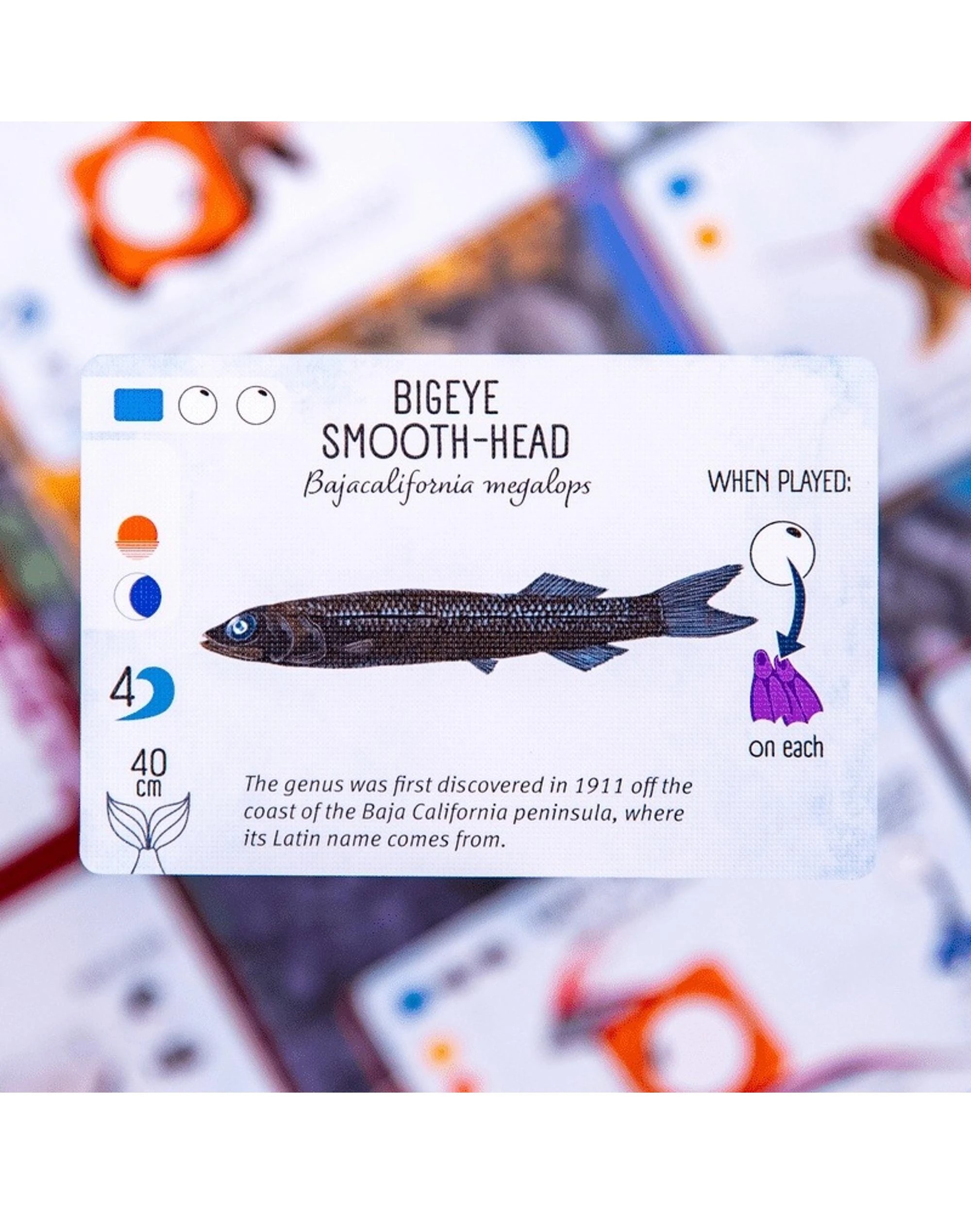 6 Finspan Board Game, 6 of 6