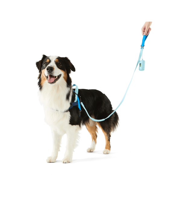 Pet Walking Set - Blue, Large