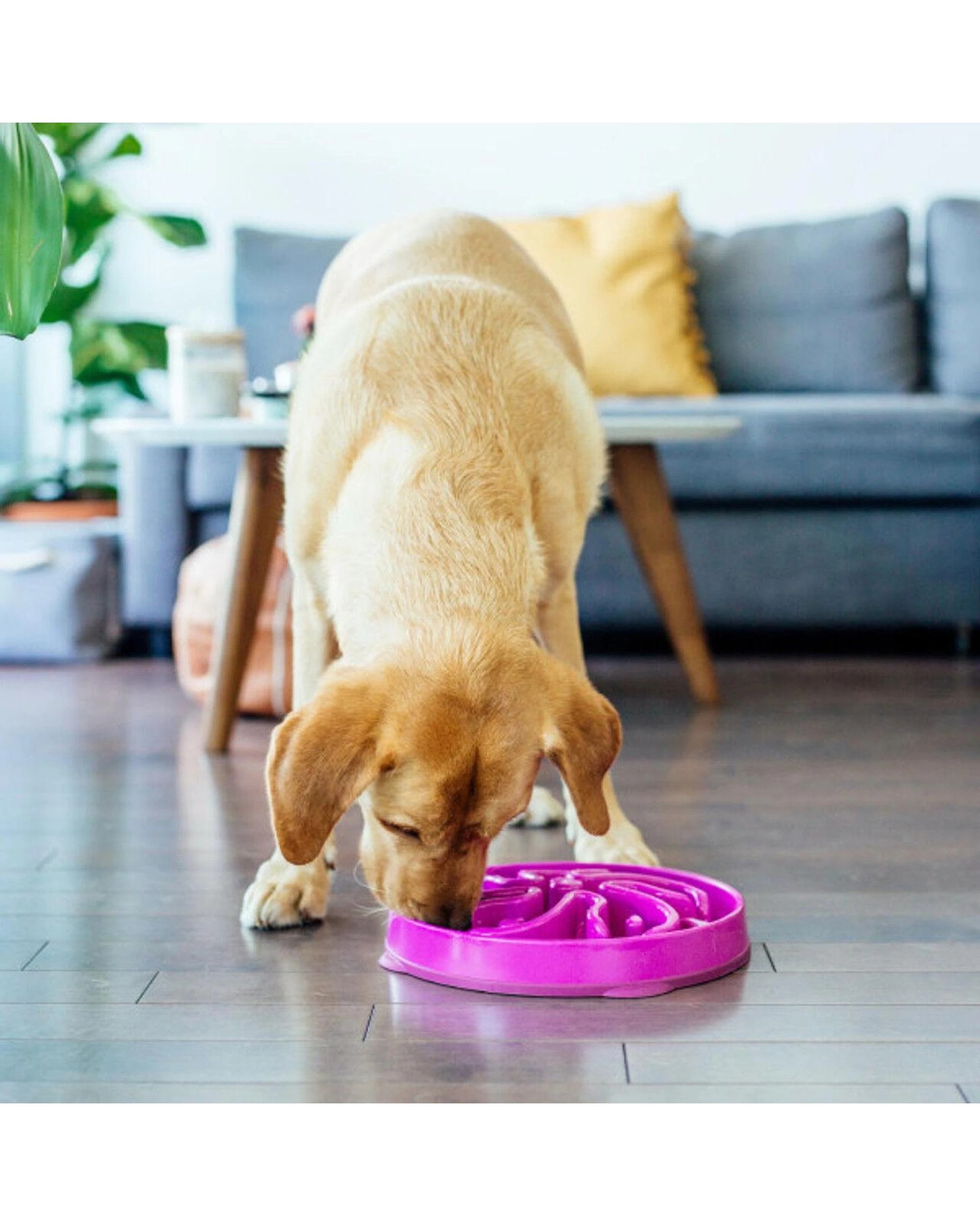 6 Outward Hound Fun Feeder Interactive Slow Bowl Flower for Dogs Purple Large, 6 of 6