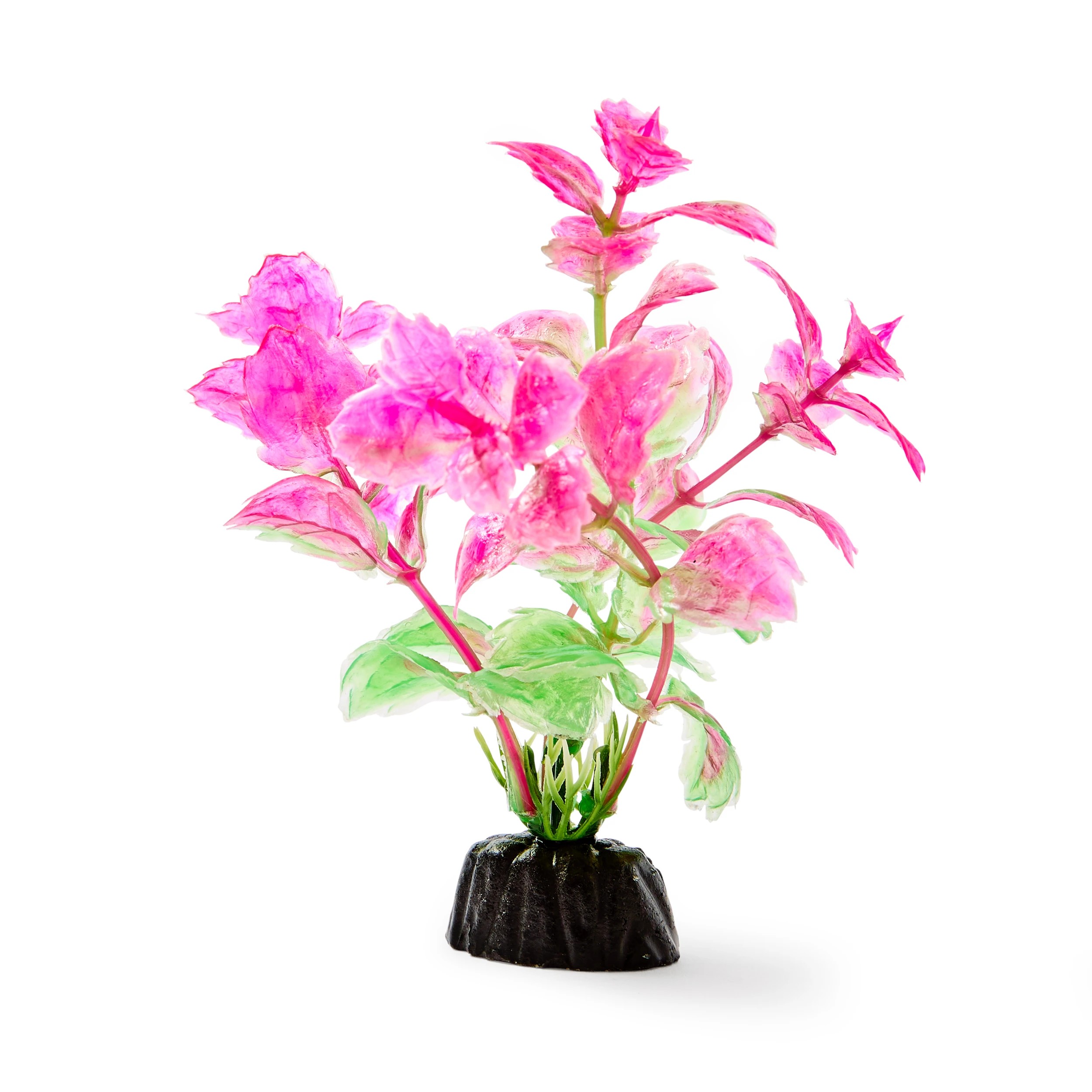 7 Aquarium Natural Plants 6 Pack - Small, 7 of 10