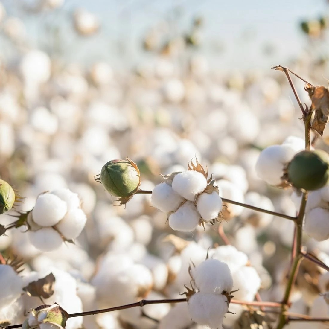 7 Giselle Bedding 800GSM Goose Down Feather Quilt Winter Blanket Duvet Comforter Double - Double Bed - White, 7 of 7