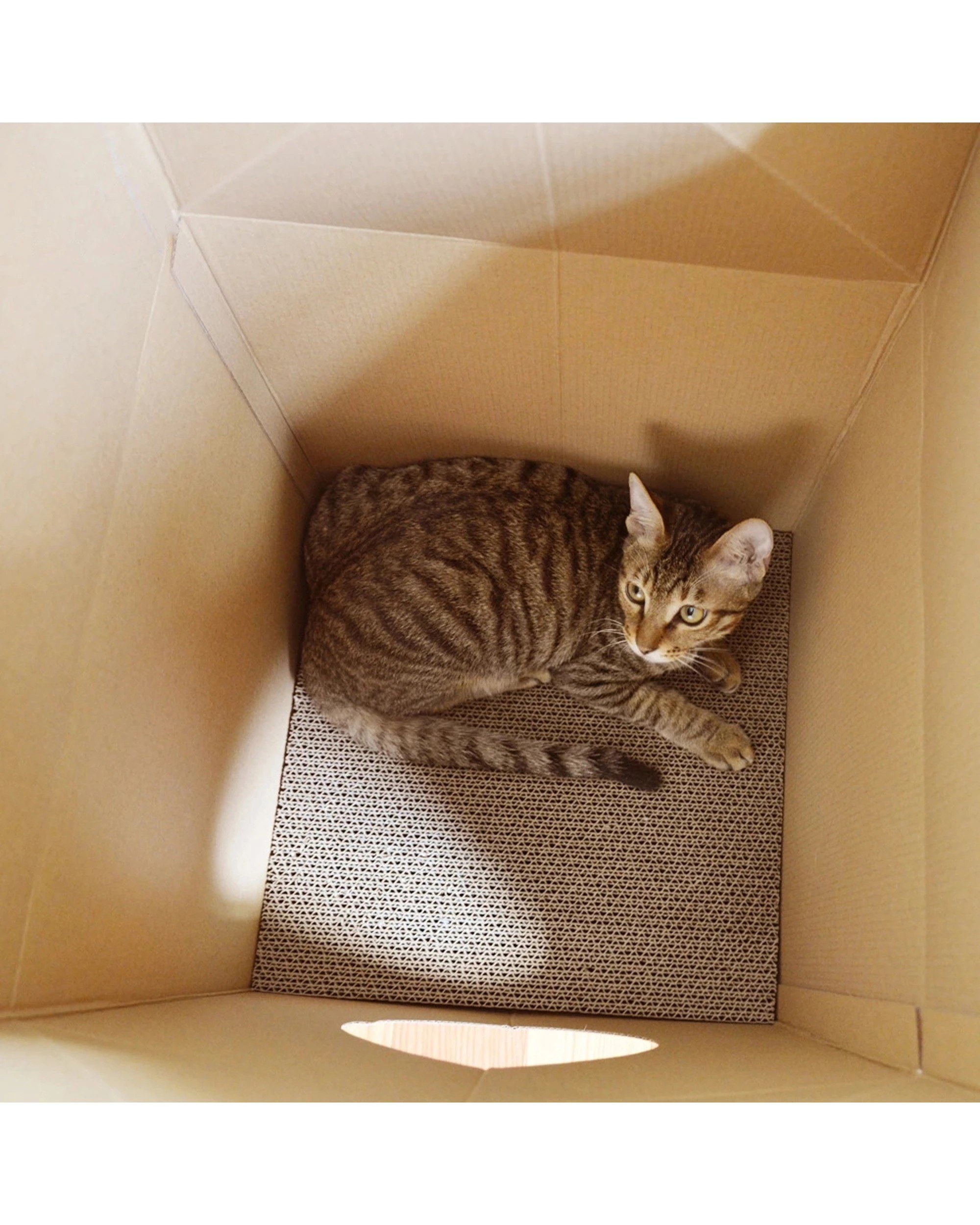 3 Zodiac Cat Scratcher House Furniture Generous Size Bed Play 32x56cm - Yellow, 3 of 5
