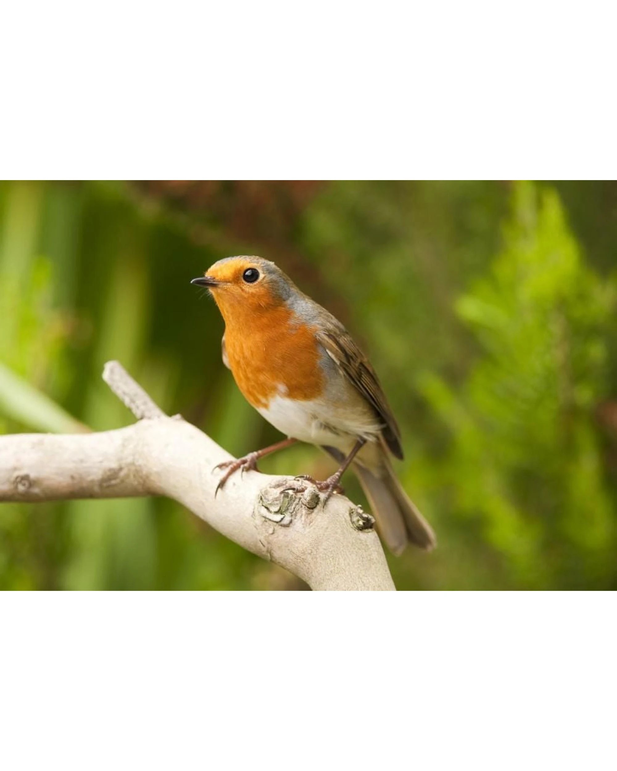 5 Brainstorm Outdoor Adventure Binoculars, 5 of 5