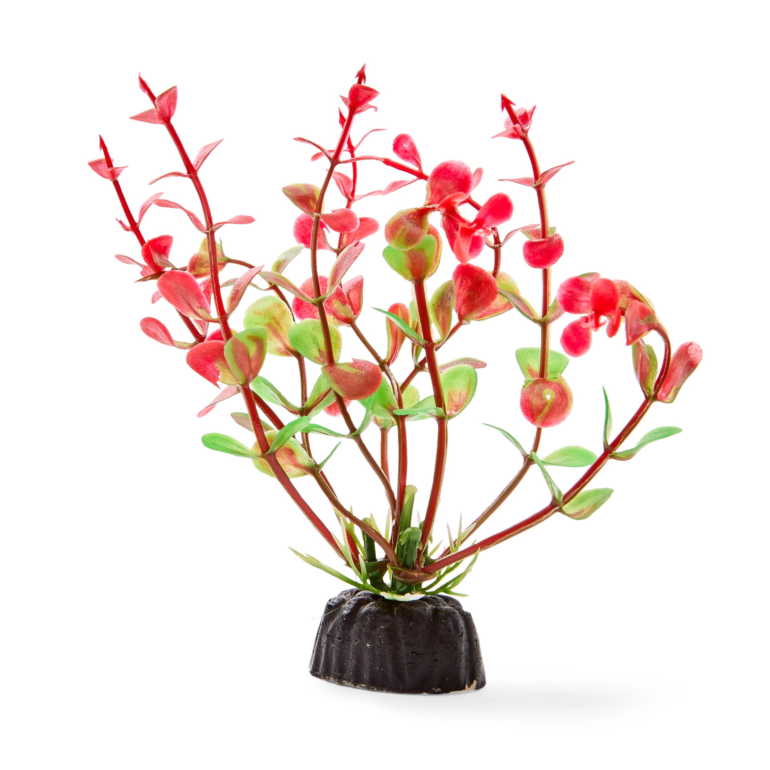 8 Aquarium Natural Plants 6 Pack - Small, 8 of 10