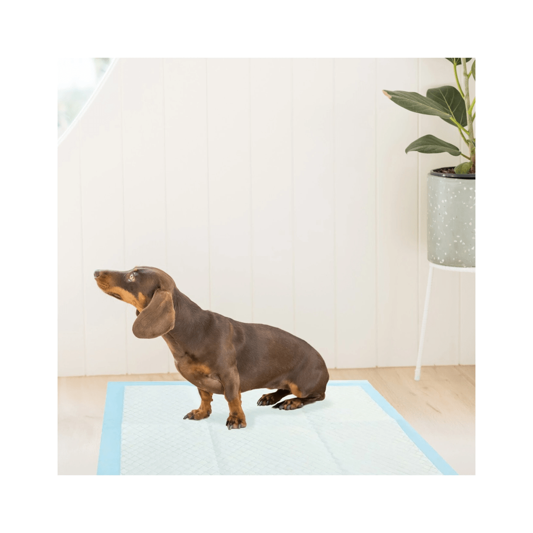 2 Paws And Claws 100pc Odour Control Absorbent Pet Training Pads 56cm X 56cm
 - White, 2 of 2